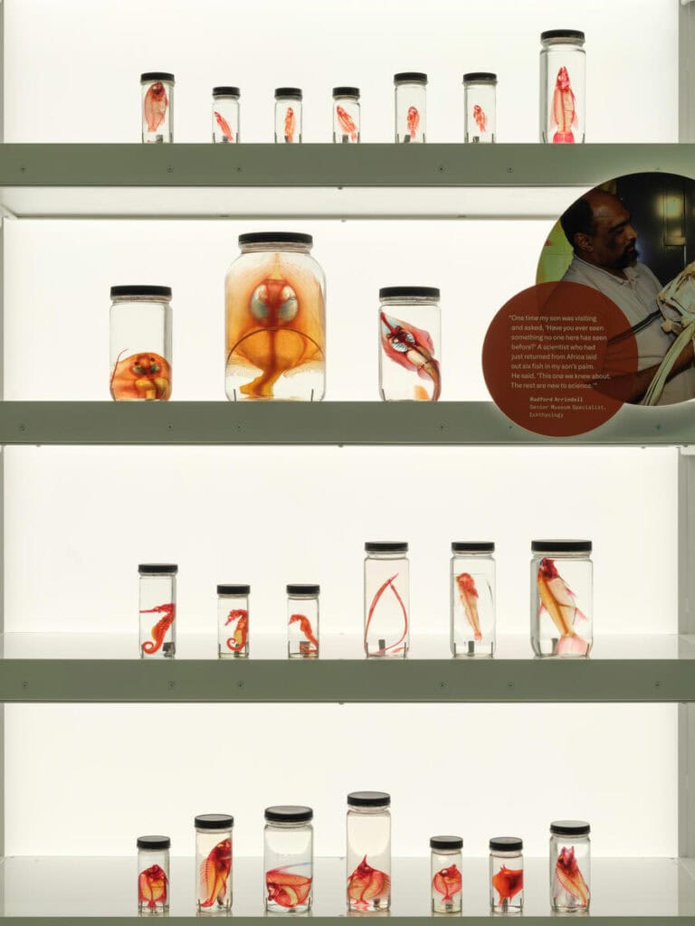 Gallery, fish, Louis V. Gerstner, Jr. Collections Core