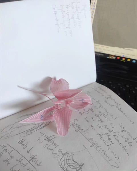 Luisa Olivera orchid used as inspiration