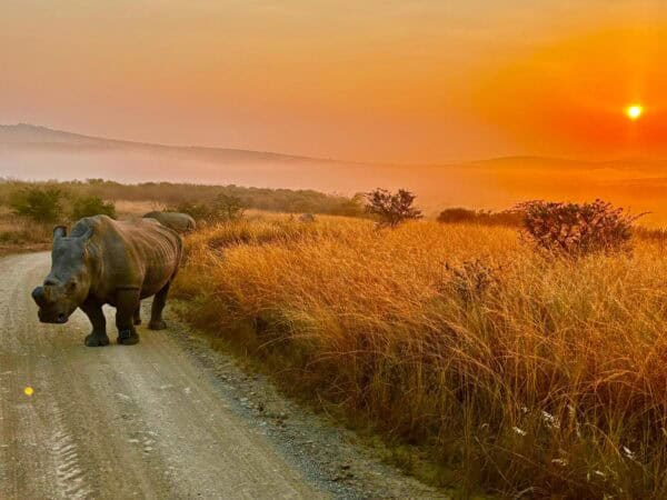Rhino walking along a dirt road during sunset in Thula Thula game reserve.