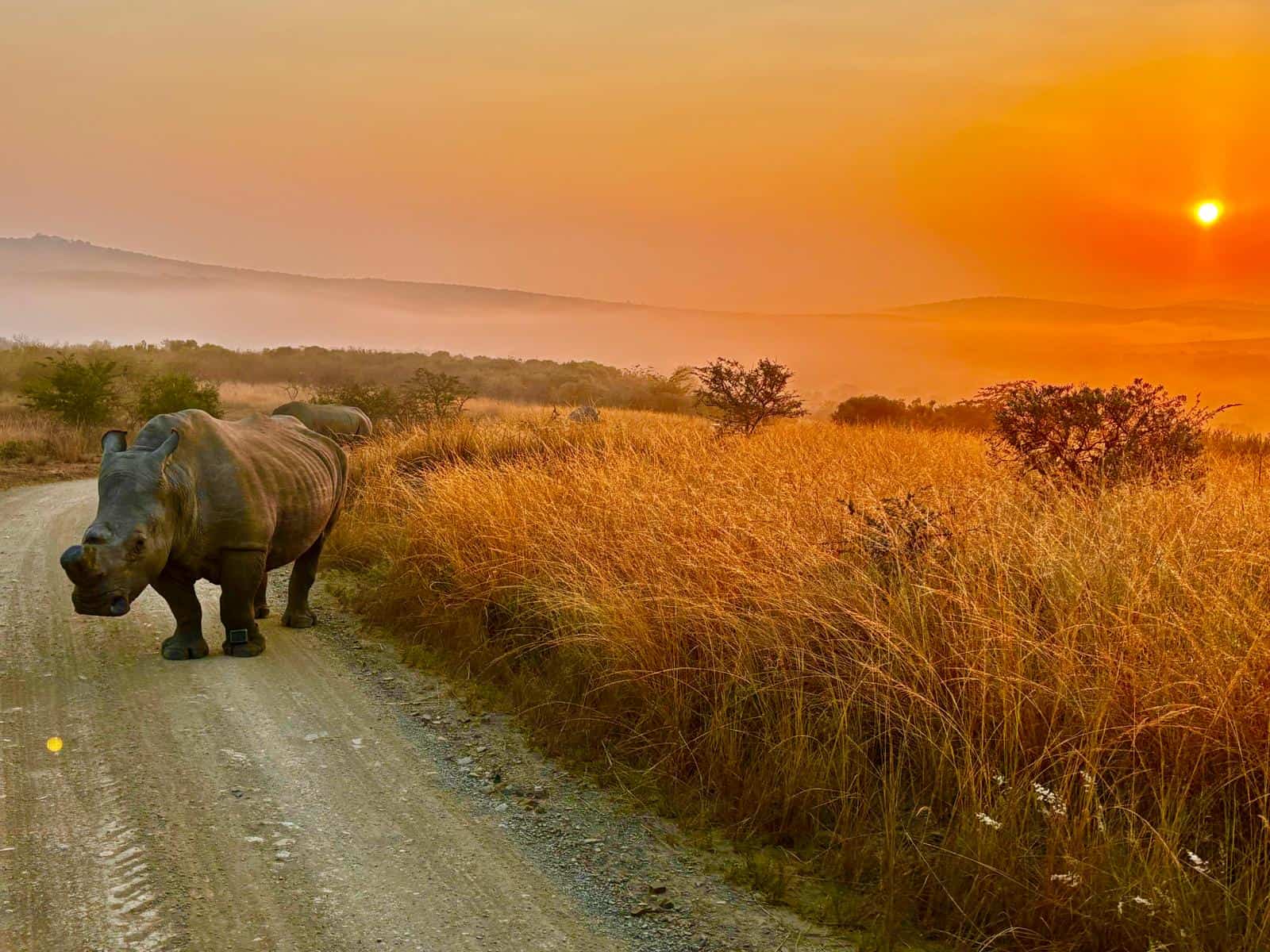 Rhino walking along a dirt road during sunset in Thula Thula game reserve.