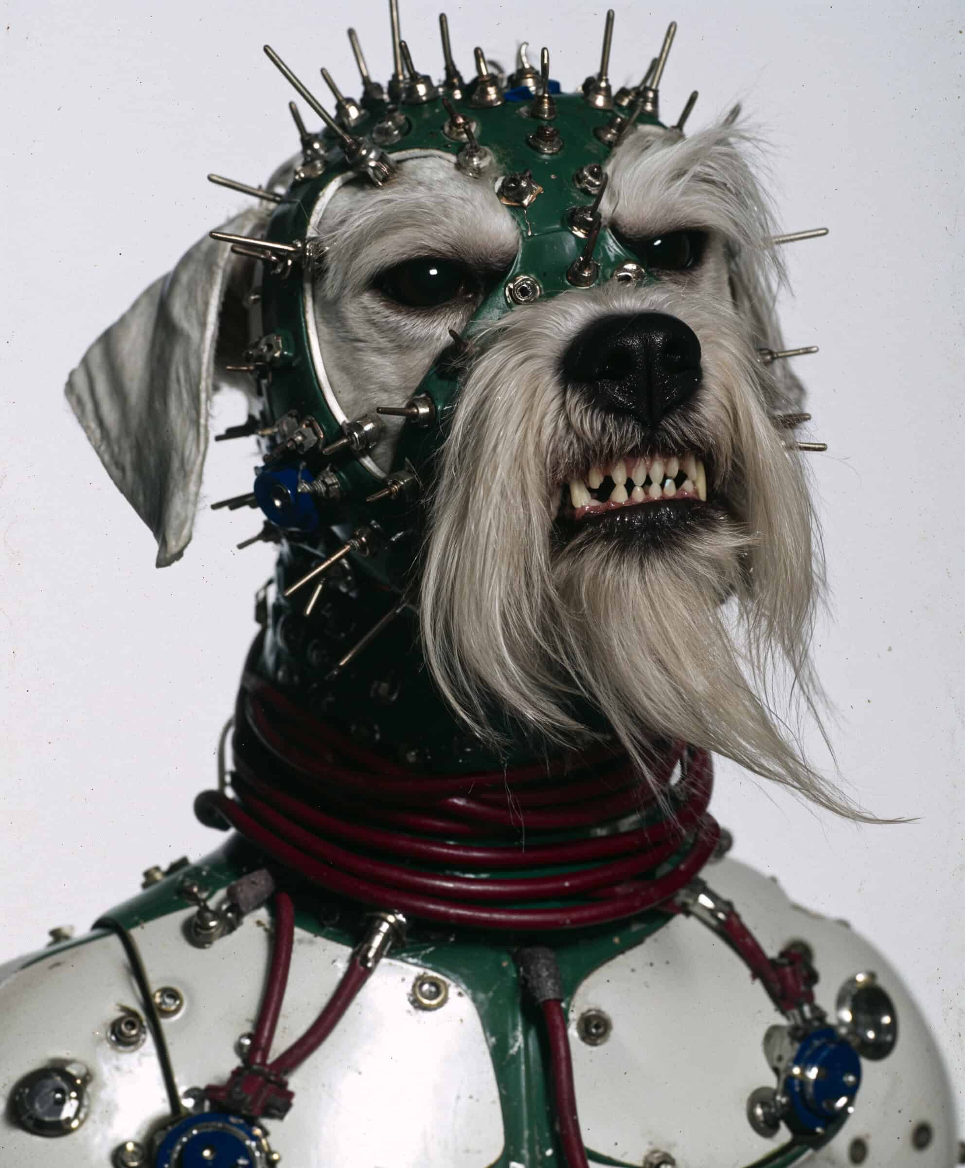 DAWG_DESMOND