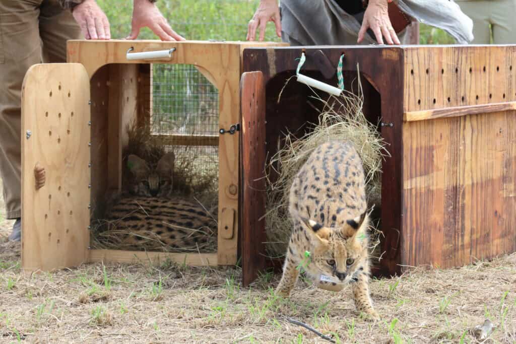 Thula Thula Conservation