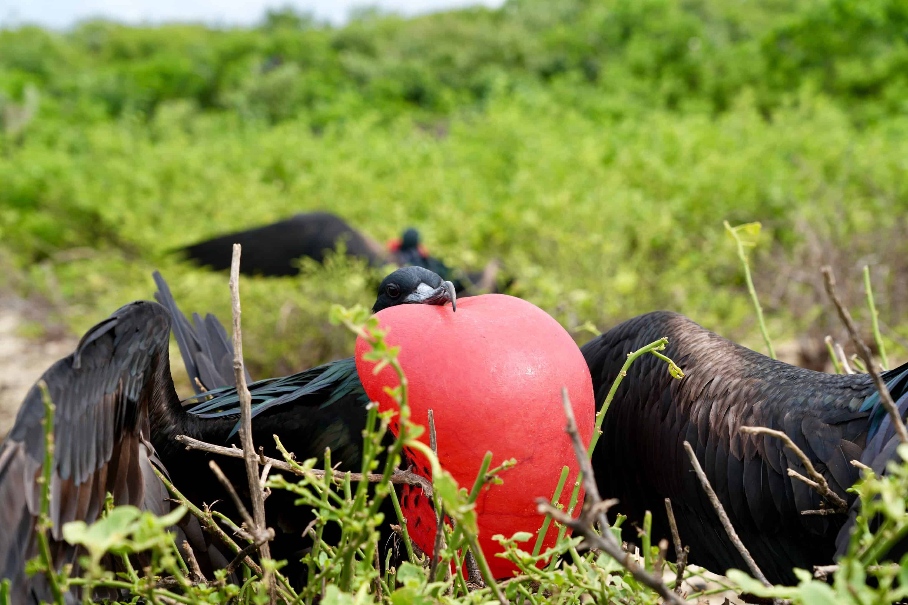 Wild turkeys surrounding a large red apple in a natural outdoor setting.