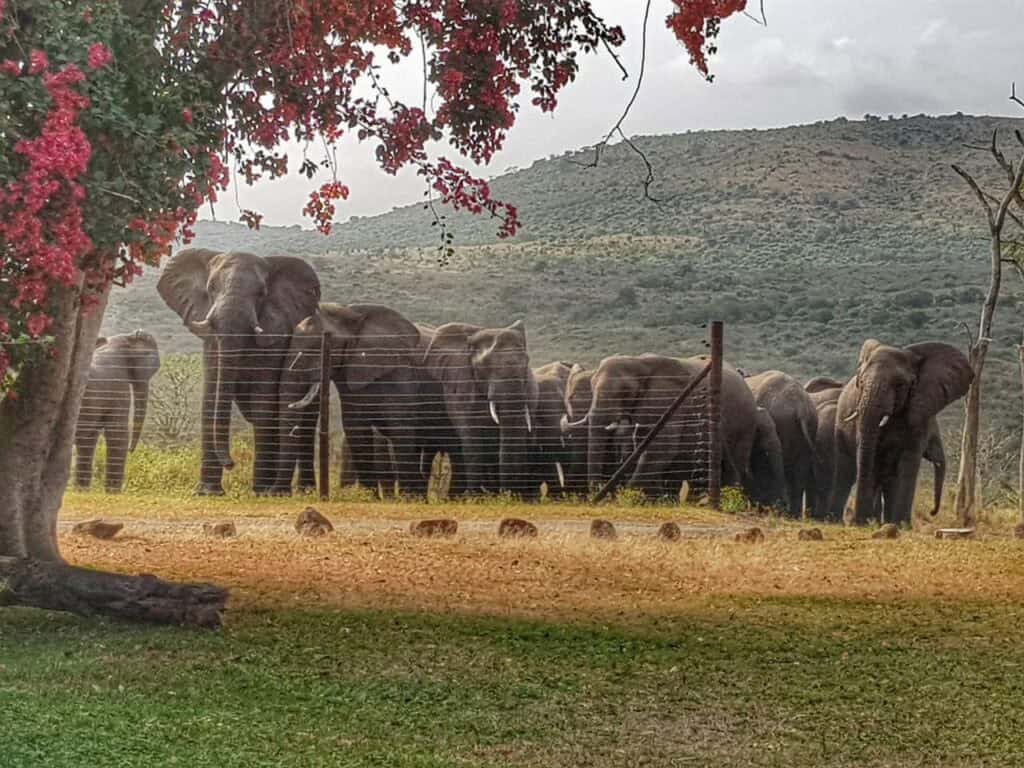 Elephants standing behind a fence at Thula Thula, highlighting conservation efforts against poaching.