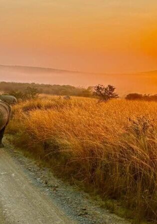 Rhino walking along a dirt road during sunset in Thula Thula game reserve.