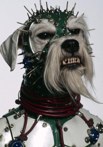 DAWG_DESMOND