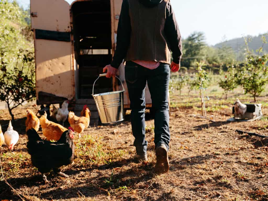 Scraps to feed the chickens