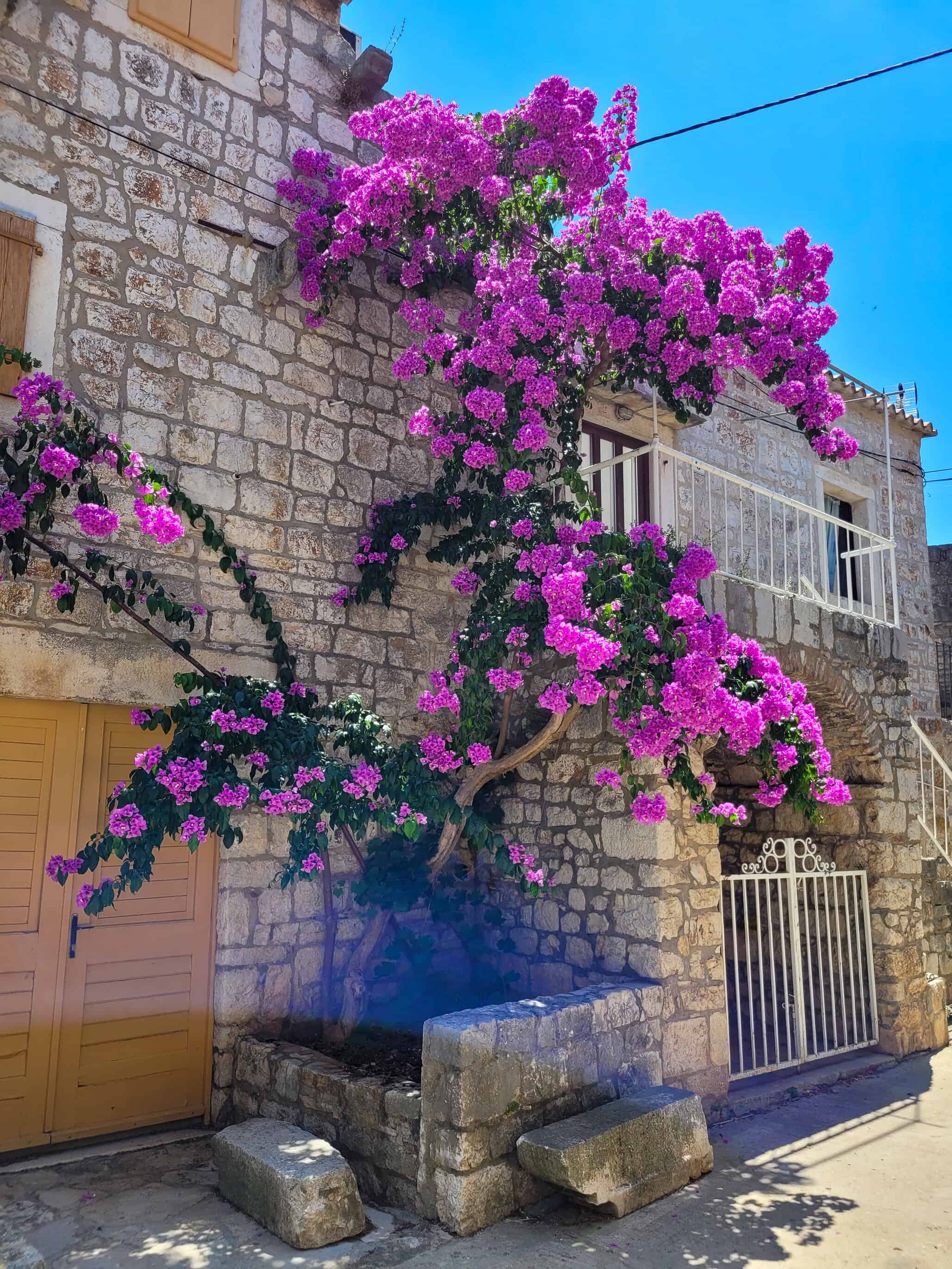 color landscape photograph of flowering plant growing on building