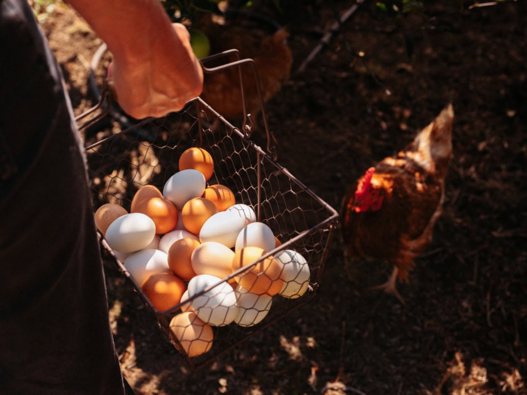 Basket of eggs straight from the hen house