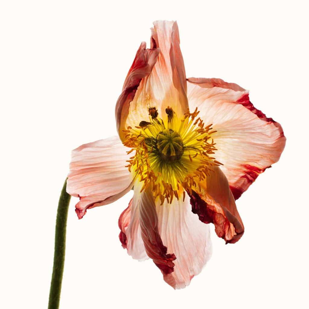 Flower Study 9 © Blaise Hayward